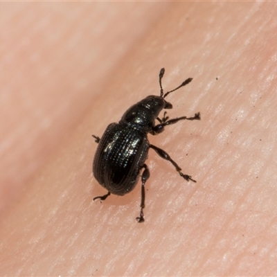 Euops sp. (genus) (A leaf-rolling weevil) at Hawker, ACT - 11 Nov 2024 by AlisonMilton