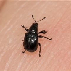 Euops sp. (genus) at Hawker, ACT - 11 Nov 2024 08:21 AM