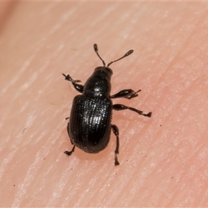 Euops sp. (genus) at Hawker, ACT - 11 Nov 2024