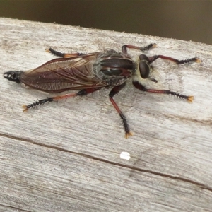 Neoaratus hercules (Herculean Robber Fly) at Acton, ACT by Christine