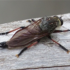 Neoaratus hercules at Acton, ACT - 11 Nov 2024 03:51 PM