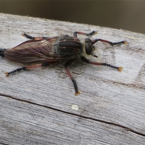 Neoaratus hercules at Acton, ACT - 11 Nov 2024 03:51 PM