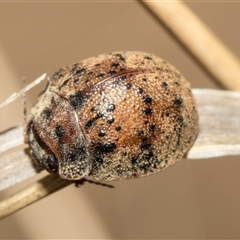 Trachymela rugosa (Brown button beetle) at McKellar, ACT - 11 Nov 2024 by AlisonMilton