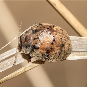 Trachymela rugosa at McKellar, ACT - 11 Nov 2024 10:14 AM