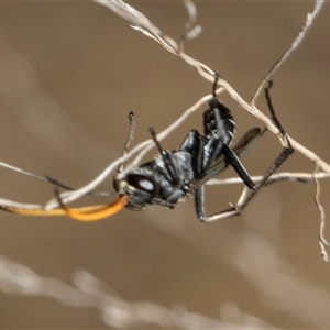 Fabriogenia sp. (genus) at McKellar, ACT - 11 Nov 2024