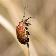 Ecnolagria grandis (Honeybrown beetle) at McKellar, ACT - 11 Nov 2024 by AlisonMilton