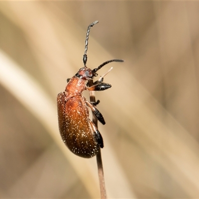 Ecnolagria grandis (Honeybrown beetle) at McKellar, ACT - 11 Nov 2024 by AlisonMilton