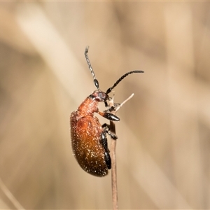 Ecnolagria grandis at McKellar, ACT - 11 Nov 2024 10:18 AM