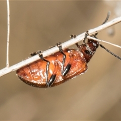 Ecnolagria grandis at McKellar, ACT - 11 Nov 2024 10:18 AM