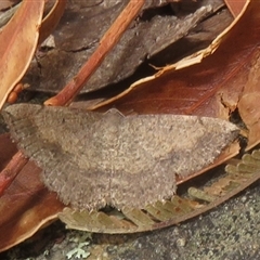 Taxeotis perlinearia at Acton, ACT - 11 Nov 2024 by Christine