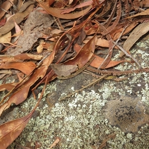 Taxeotis perlinearia at Acton, ACT - 11 Nov 2024 03:47 PM