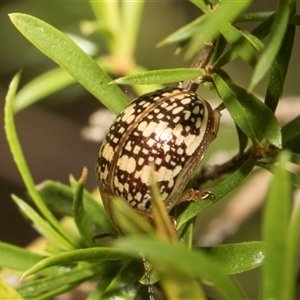 Paropsis pictipennis at McKellar, ACT - 11 Nov 2024