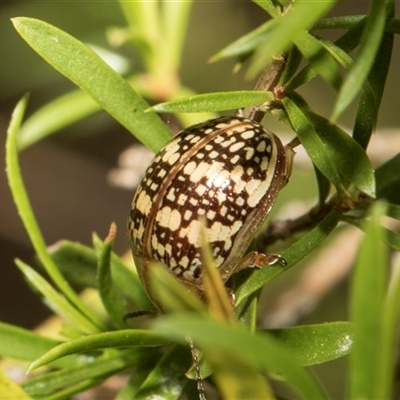 Paropsis pictipennis (Tea-tree button beetle) at McKellar, ACT - 10 Nov 2024 by AlisonMilton