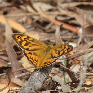 Heteronympha merope at Acton, ACT - 11 Nov 2024