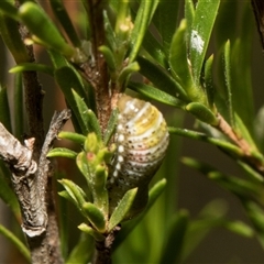 Paropsis pictipennis at McKellar, ACT - 11 Nov 2024