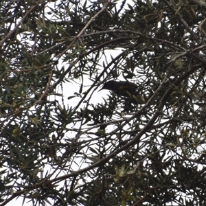 Phylidonyris pyrrhopterus (Crescent Honeyeater) at Southwest, TAS by LyndalT