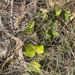 Hedera helix (Ivy) at Hackett, ACT - 5 Sep 2024 by JaneR