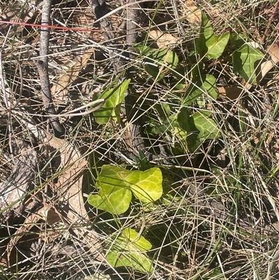 Hedera helix (Ivy) at Hackett, ACT - 5 Sep 2024 by JaneR
