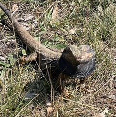 Pogona barbata (Eastern Bearded Dragon) at Hackett, ACT - 10 Sep 2024 by JaneR