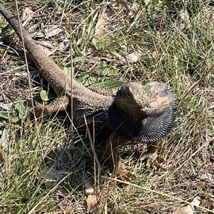 Pogona barbata at Hackett, ACT by JaneR