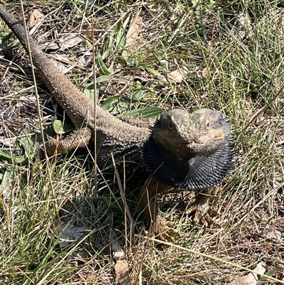 Pogona barbata (Eastern Bearded Dragon) at Hackett, ACT - 10 Sep 2024 by JaneR