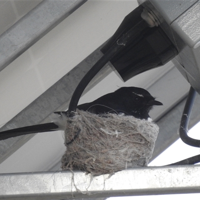 Rhipidura leucophrys (Willie Wagtail) at Kambah, ACT - 11 Nov 2024 by HelenCross