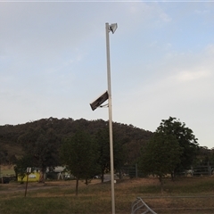 Rhipidura leucophrys at Kambah, ACT - 11 Nov 2024