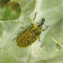 Larinus latus (Onopordum seed weevil) at Kambah, ACT - 12 Nov 2024 by HelenCross