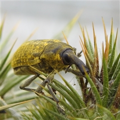 Larinus latus at Kambah, ACT - 12 Nov 2024