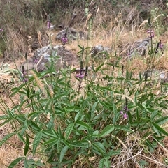 Cullen microcephalum at Macnamara, ACT - 15 Nov 2024 08:00 AM