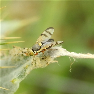 Euribia solstitialis (Nodding Thistle Gall Fly) at Kambah, ACT by HelenCross