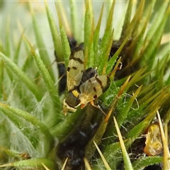 Euribia solstitialis at Kambah, ACT - 12 Nov 2024 07:13 AM