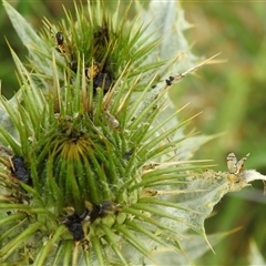 Euribia solstitialis at Kambah, ACT - 12 Nov 2024