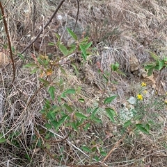 Adriana tomentosa var. tomentosa (Eastern Bitterbush) at Macnamara, ACT - 14 Nov 2024 by Eland