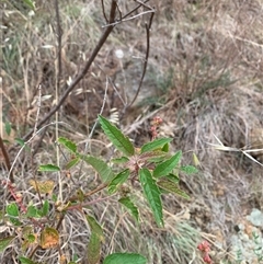 Adriana tomentosa var. tomentosa at Macnamara, ACT - 15 Nov 2024