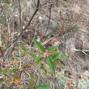 Adriana tomentosa var. tomentosa at Macnamara, ACT - 15 Nov 2024