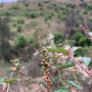 Adriana tomentosa var. tomentosa at Macnamara, ACT - 15 Nov 2024