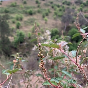 Adriana tomentosa var. tomentosa at Macnamara, ACT - 15 Nov 2024