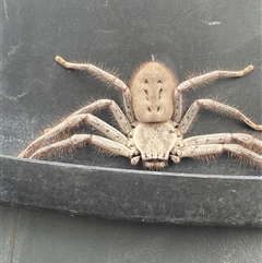 Isopeda canberrana (Canberra Huntsman Spider) at Greenleigh, NSW - 28 Sep 2024 by JaneR