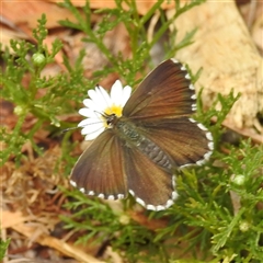 Neolucia agricola at Acton, ACT - 12 Nov 2024