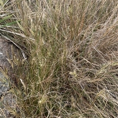 Rytidosperma sp. (Wallaby Grass) at Macnamara, ACT - 14 Nov 2024 by Eland