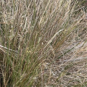 Rytidosperma sp. at Macnamara, ACT - 15 Nov 2024