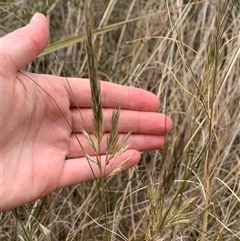 Rytidosperma sp. at Macnamara, ACT - 15 Nov 2024