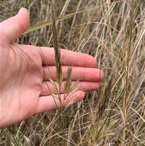 Rytidosperma sp. at Macnamara, ACT - 15 Nov 2024 08:08 AM