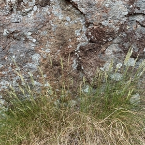 Rytidosperma sp. at Macnamara, ACT - 15 Nov 2024