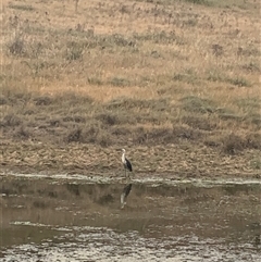 Ardea pacifica (White-necked Heron) at Strathnairn, ACT - 12 Nov 2024 by Eland