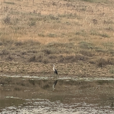 Ardea pacifica (White-necked Heron) at Strathnairn, ACT - 12 Nov 2024 by Eland