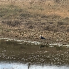 Ardea pacifica at Strathnairn, ACT - 12 Nov 2024