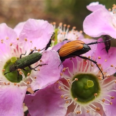 Unidentified Checkered Beetles (Cleridae) at Acton, ACT - 12 Nov 2024 by HelenCross