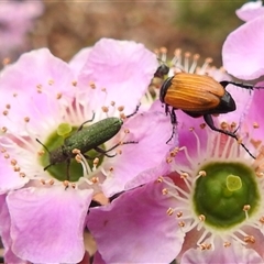 Unidentified Scarab beetle (Scarabaeidae) at Acton, ACT - 12 Nov 2024 by HelenCross